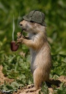 Sherlock-Squirrel