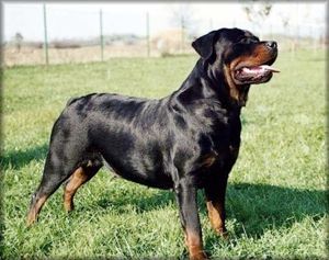 Rottweiler 3