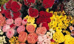 Bouquets of Flowers