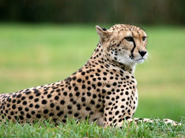 Cheetah