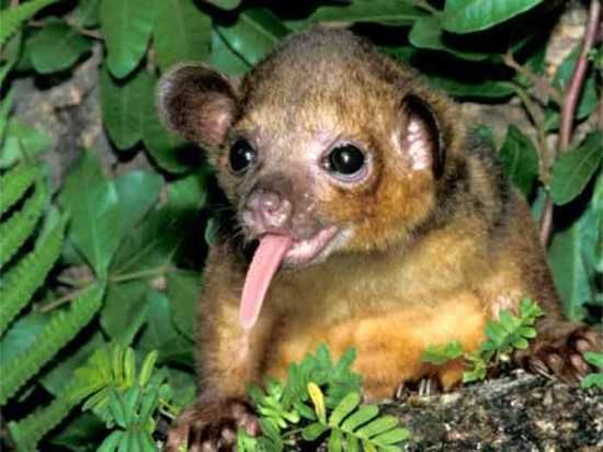 Kinkajou