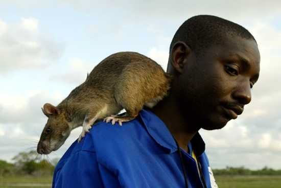 Gambian Pouched Rat