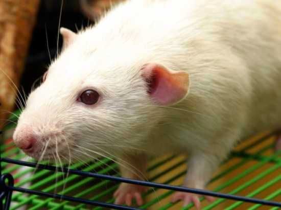 Lab Rat 537X402
