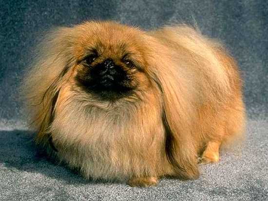 Pekingese-61