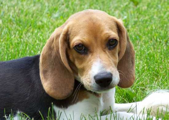 Beagle Puppy Lilly