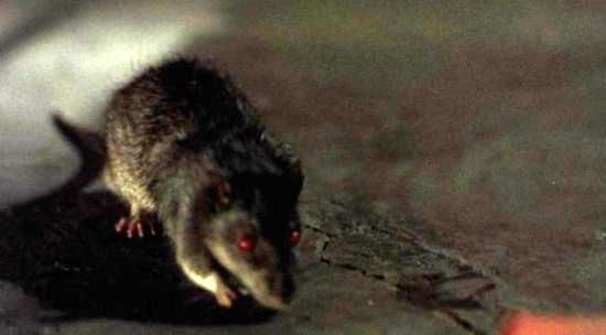 Zombie Rats: A Terrifying Parasite