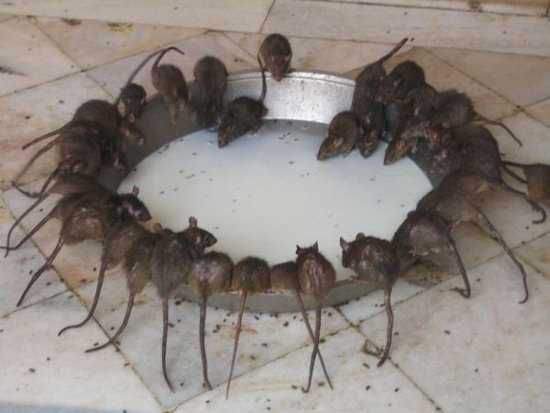 Black Rats: Revealing the Secrets of Our Ancient Journeys and the Spread of Disease