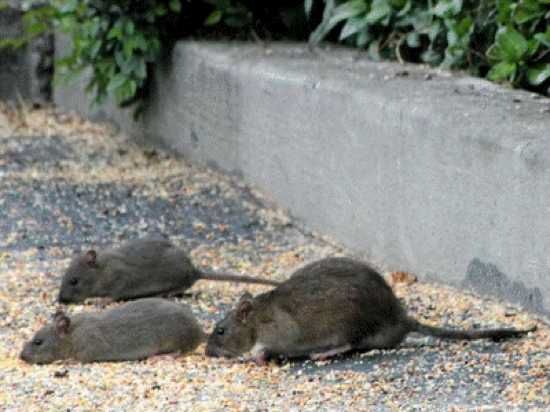 Rats