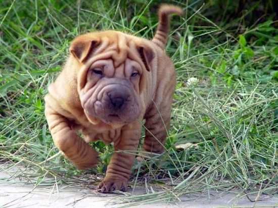 Shar Pei Puppy