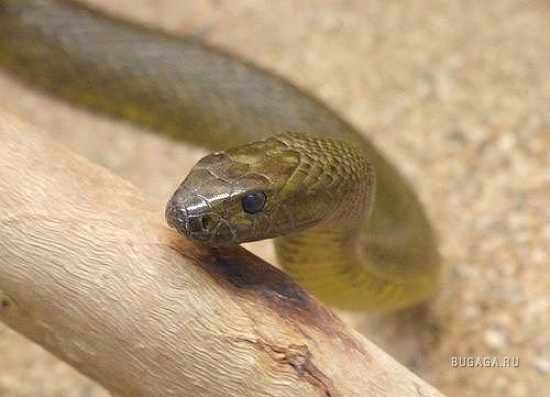 1244901534 04-Inland-Taipan