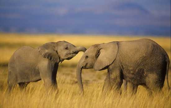 3779 File Elephant2 Balfour