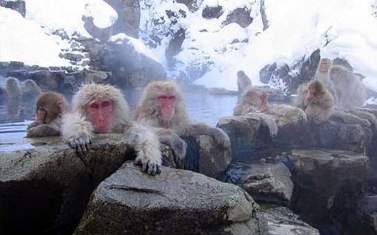 The Snow Monkey's Hot Spring Ritual