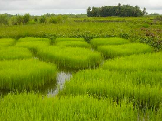 Rice-Crop