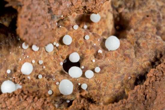Ghana-Termites-Fungus