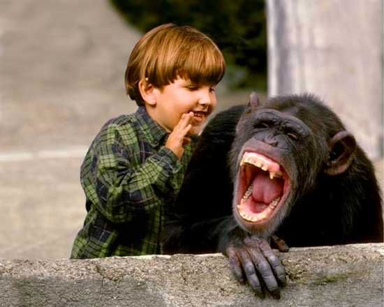 Laughing Chimp