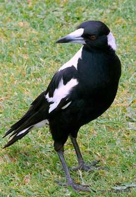 Cracticus Tibicen Australian Magpie