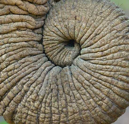 Elephant%20Trunk