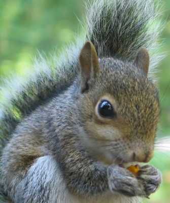 Squirrel02