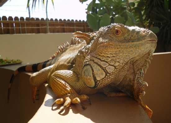 Curious-Reptile-D008D001D00456D4Fef5