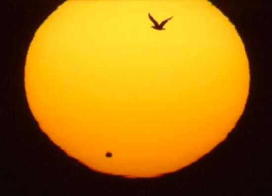 A Bird Takes Flight During the Venus Transit