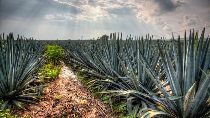 Agave tequilana, also known as blue agave, flourishing in Jalisco, Mexico