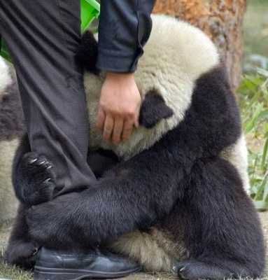 Cute-Panda-Hug-Earthquake