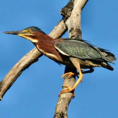 Green-Heron