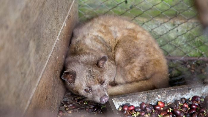 civet confined in a battery cage