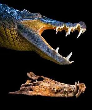 091119-04-Boar-Croc Big