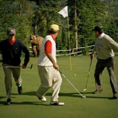 Beargolfgrizzly
