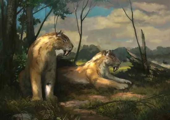 Barbourofelis