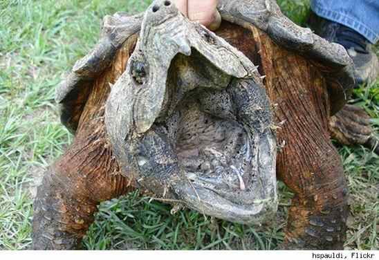 Alligator-Snapping-Turtle-Hspauldi-Flickr-584