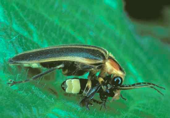 070926 Photuris Firefly 02