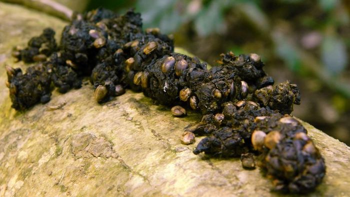 coffee beans found in civet feces