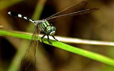 Dragonfly 1447186C
