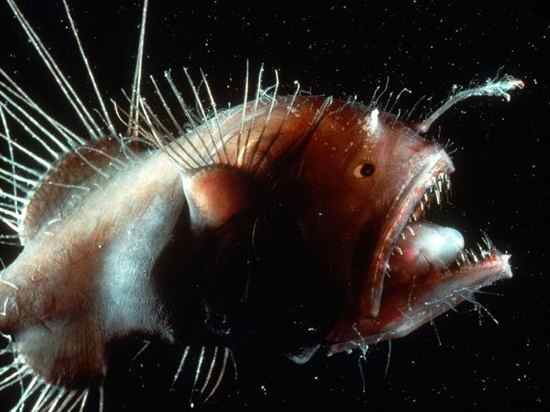 Angler-Fish 222 600X450