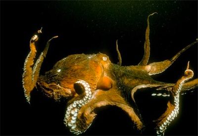 Giant-Pacific-Octopus