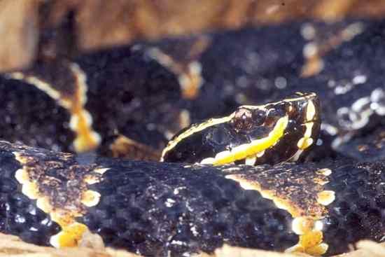 A Close-Up of Taylor's Cantil