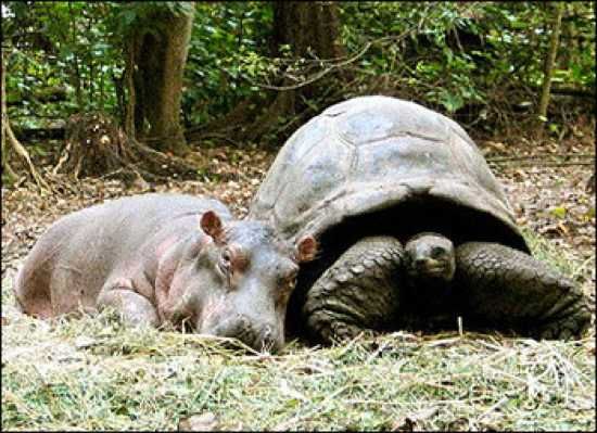 Hippo