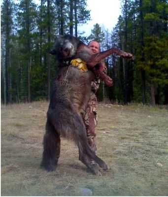 Giant-Wolf
