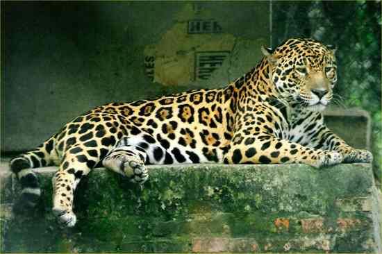 Jaguar-4