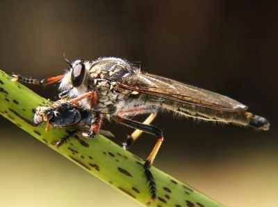 Robberfly's Prey
