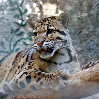 Clouded Leopard400X400