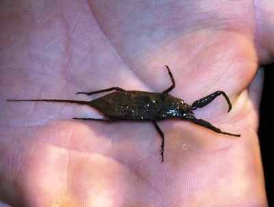 Water-Scorpion2