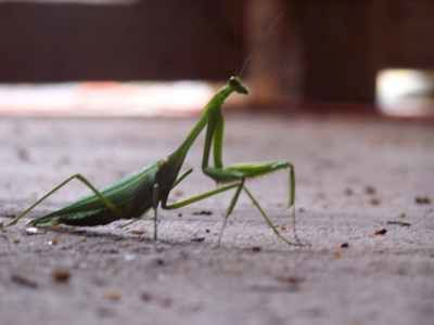 Praying Mantis