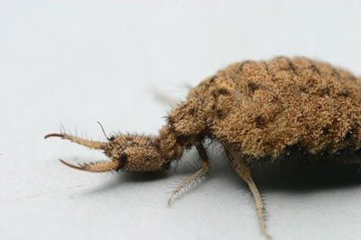 antlion