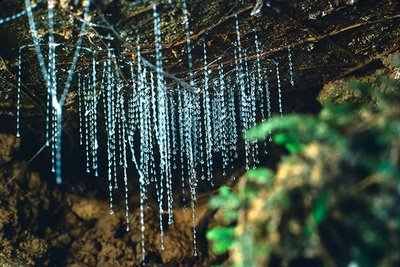 Glowworm