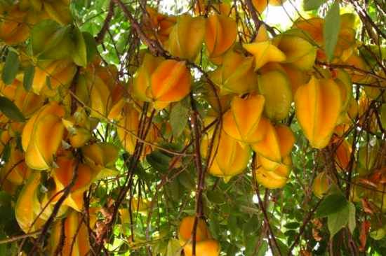 Karambol-Sternfrucht Averrhoa-Carambola-8~Max600X450@75