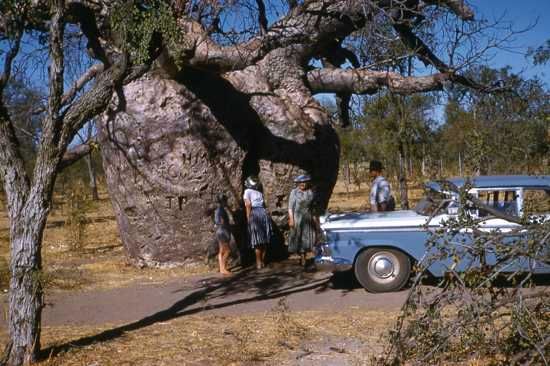 Boab Prison Tree in 1960