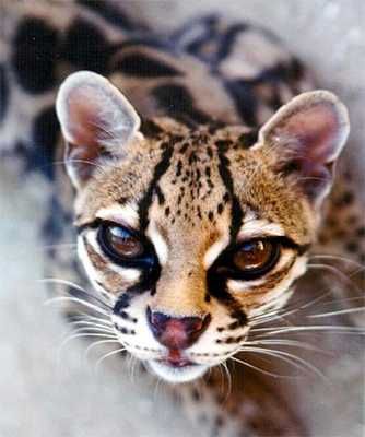 Margay2